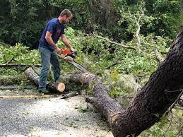Best Root Management and Removal  in Berry Hill, TN