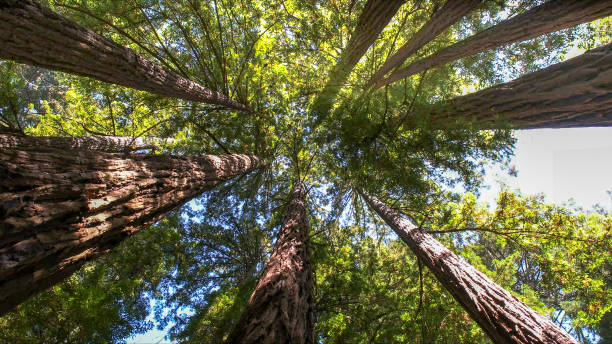Best Tree Risk Assessment  in Berry Hill, TN