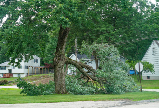 Berry Hill, TN Tree Removal Company