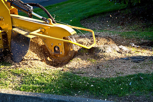 Best Stump Grinding and Removal  in Berry Hill, TN