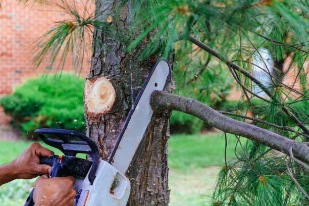 Best Storm Damage Tree Cleanup  in Berry Hill, TN